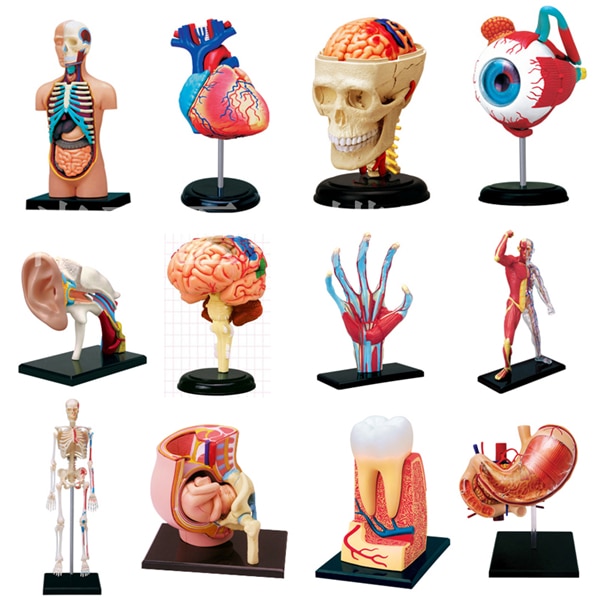교육용 조립 4d 인체 마스터 바디 해골 해부학 해골 마네킹, 심장 귀 모델 퍼즐 의료 과학 완구